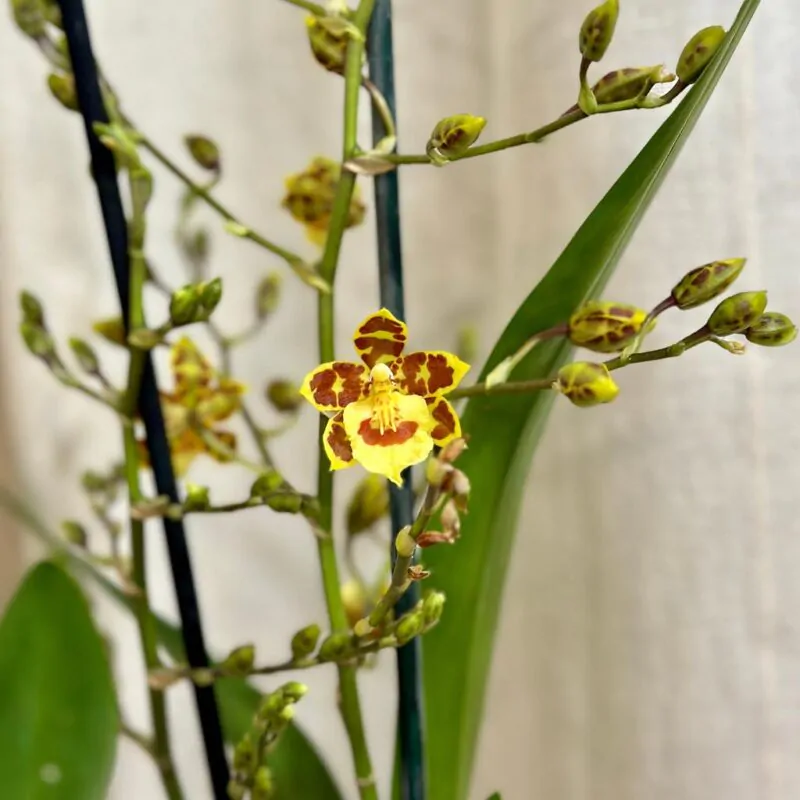 orchidea oncidium farebna izbova kvitnuca rastlina