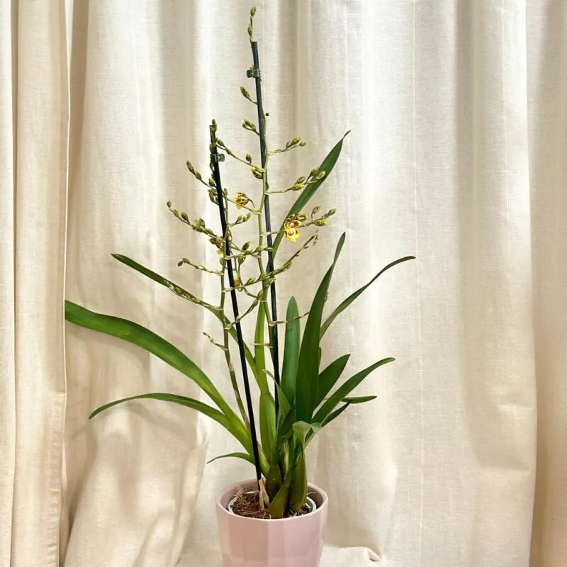 orchidea oncidium farebna izbova kvitnuca rastlina