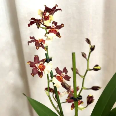orchidea oncidioum kvitnuca izbova rastlina