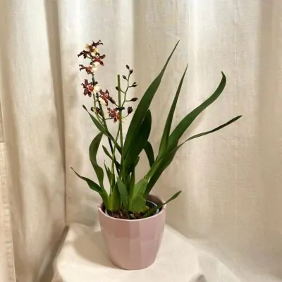 orchidea oncidioum kvitnuca izbova rastlina