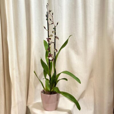 orchidea oncidium farebna kvitnuca rastlina