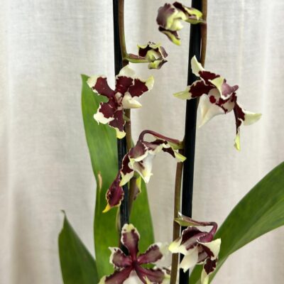 orchidea oncidium farebna kvitnuca rastlina