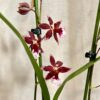 orchidea oncidium farebna kvitnuca rastlina