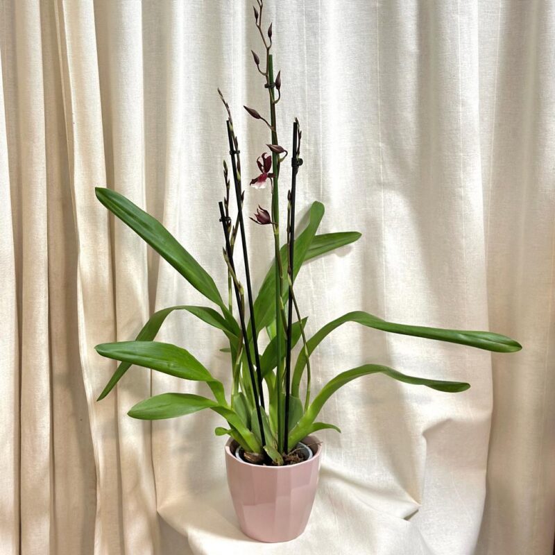 orchidea oncidium farebna kvitnuca rastlina
