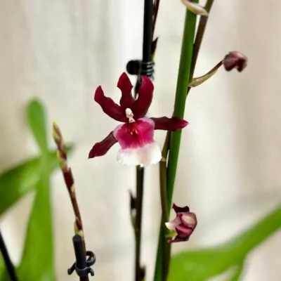 orchidea oncidium farebna kvitnuca rastlina