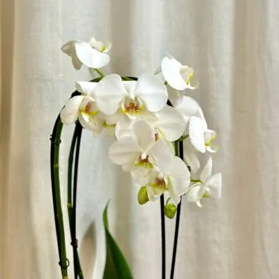 orchidea phalenopsis aphrodite kvitnuca izbova rastlina