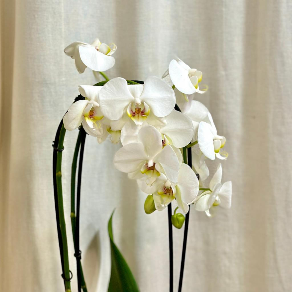 Orchidea Phalaenopsis aphrodite