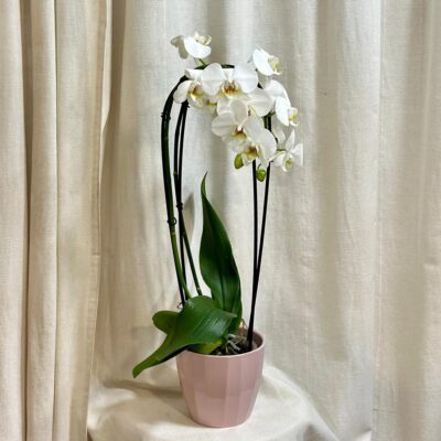 Orchidea Phalaenopsis aphrodite orchidea phalenopsis aphrodite kvitnuca izbova rastlina