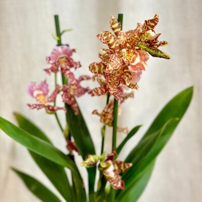 orchidea Wilsonara eye candy ‘Penny Candy’