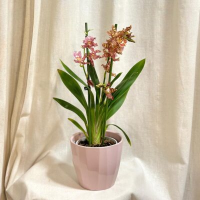 Orchidea Wilsonara eye candy ‘Penny Candy’ orchidea Wilsonara eye candy ‘Penny Candy’