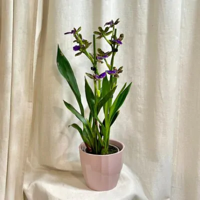 orchidea Zygopetalum Trozy Blue kvitnuca izbova rastlina