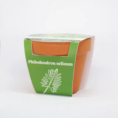 philodendron selloum pestovatelsky set zo semien semienka izbovych rastlin