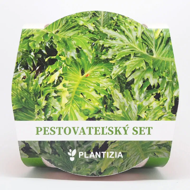 philodendron selloum pestovatelsky set zo semien semienka izbovych rastlin