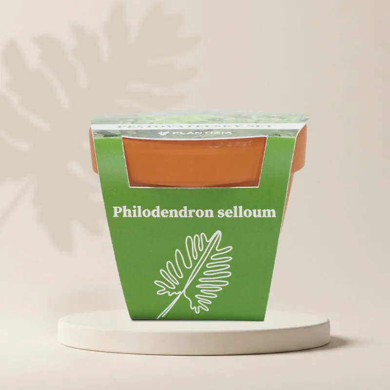 philodendron selloum pestovatelsky set zo semien semienka izbovych rastlin