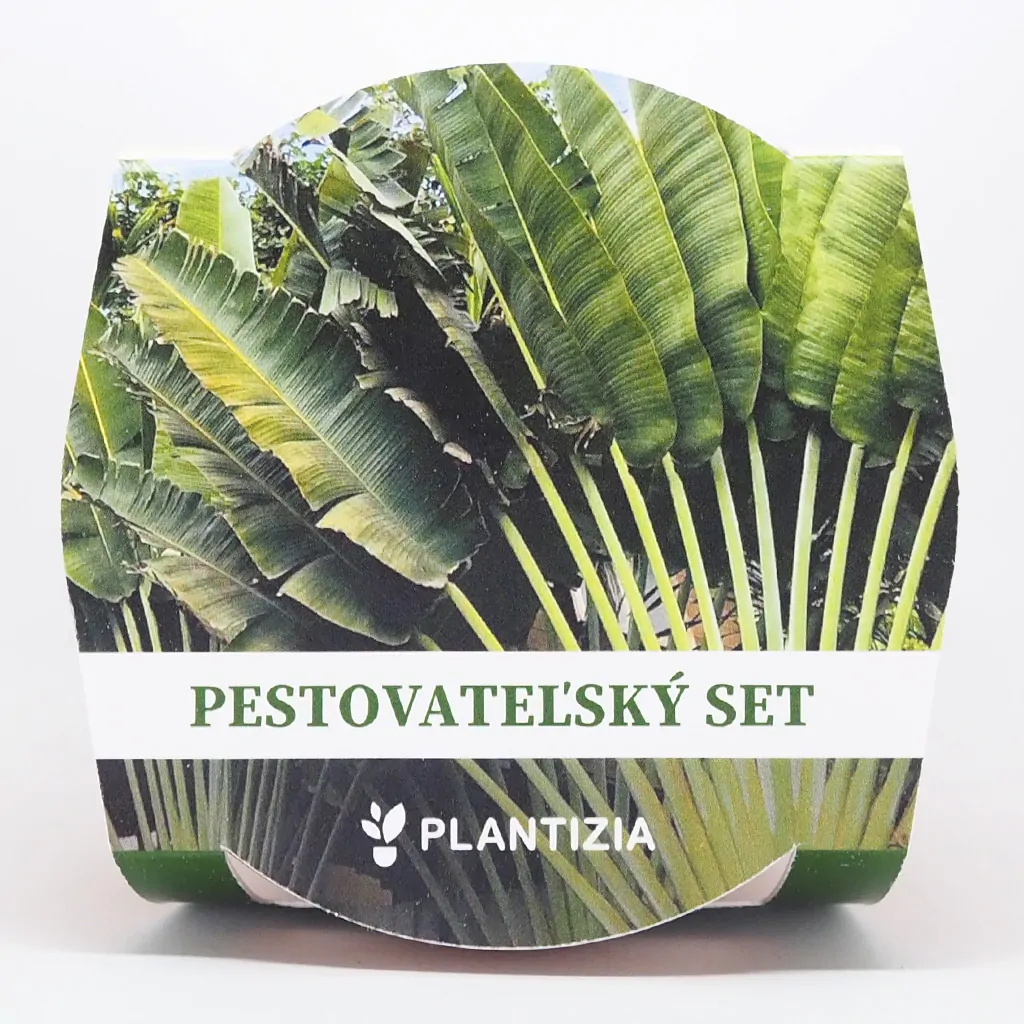 Pestovateľský set Ravenala madagascariensis ravenala madagascariensis pestovatelsky set zo semien semienka izbovych rastlin