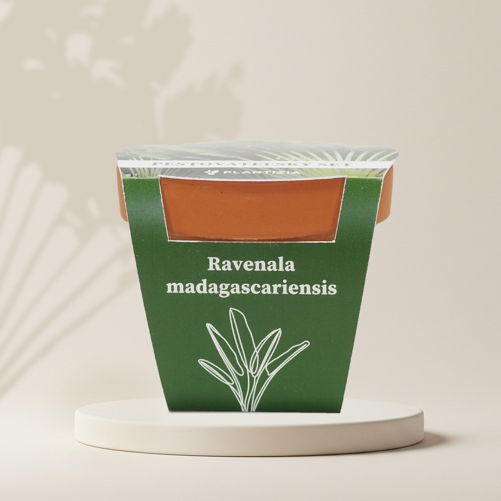 Pestovateľský set Ravenala madagascariensis