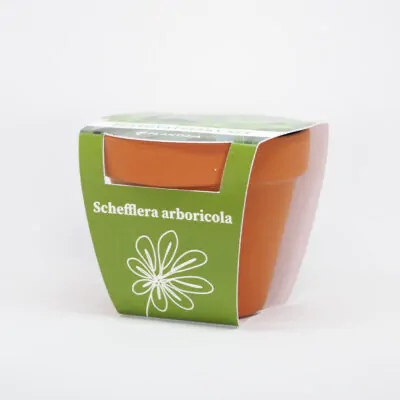 pestovatelsky set schefflera arboricola zo semien semena izbovych rastlin