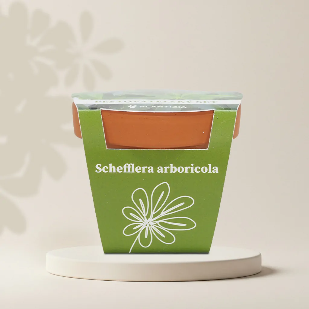 Pestovateľský set Schefflera arboricola