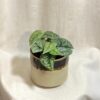 scindapsus pictus silver lady nenarocna tahava rastlina
