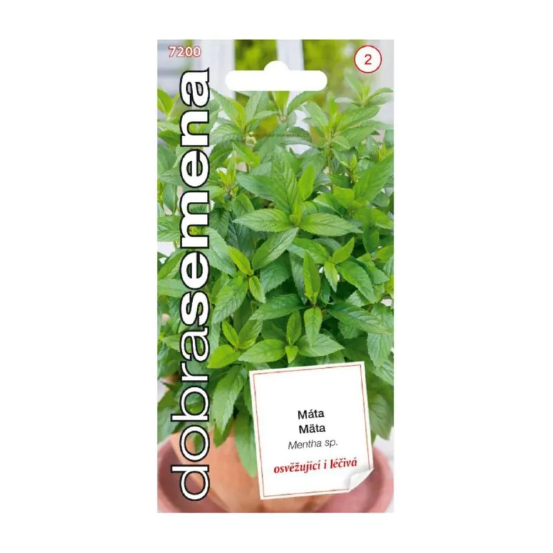 semienka mata mentha sp bylinky zo semien