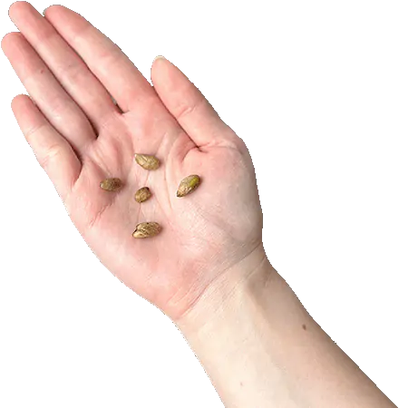 semienka mostery Plantizia.sk