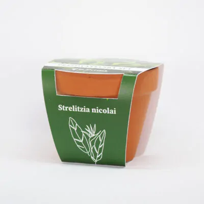 strelitzia nicolai pestovatelsky set zo semien semena izbovych rastlin