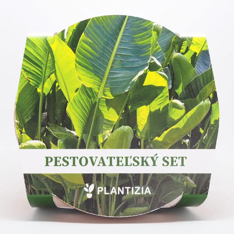 strelitzia nicolai pestovatelsky set zo semien semena izbovych rastlin