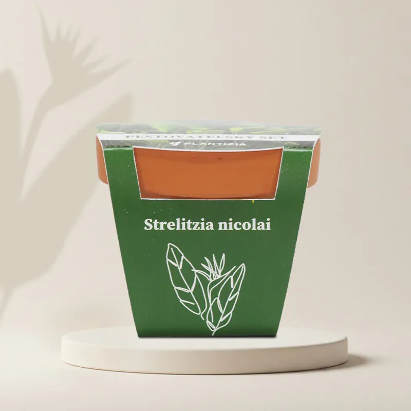strelitzia nicolai pestovatelsky set zo semien semena izbovych rastlin