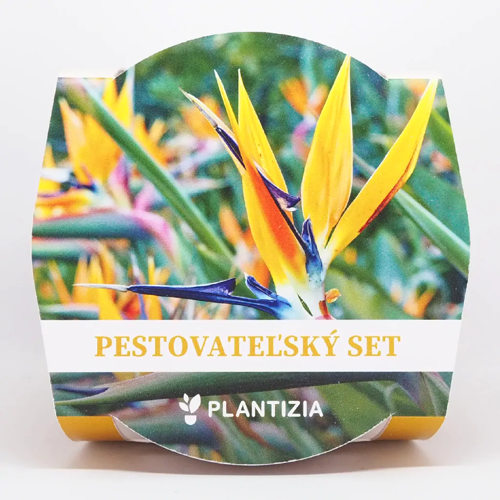 Pestovateľský set Strelitzia reginae ‘Mandela's Gold’ strelitzia reginae mandelas gold pestovatelsky set zo semien semena izbovych rastlin