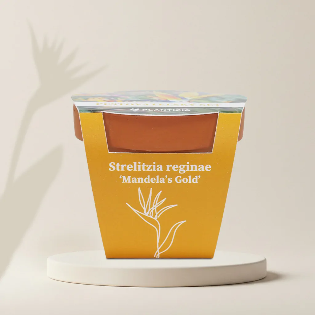Pestovateľský set Strelitzia reginae ‘Mandela's Gold’