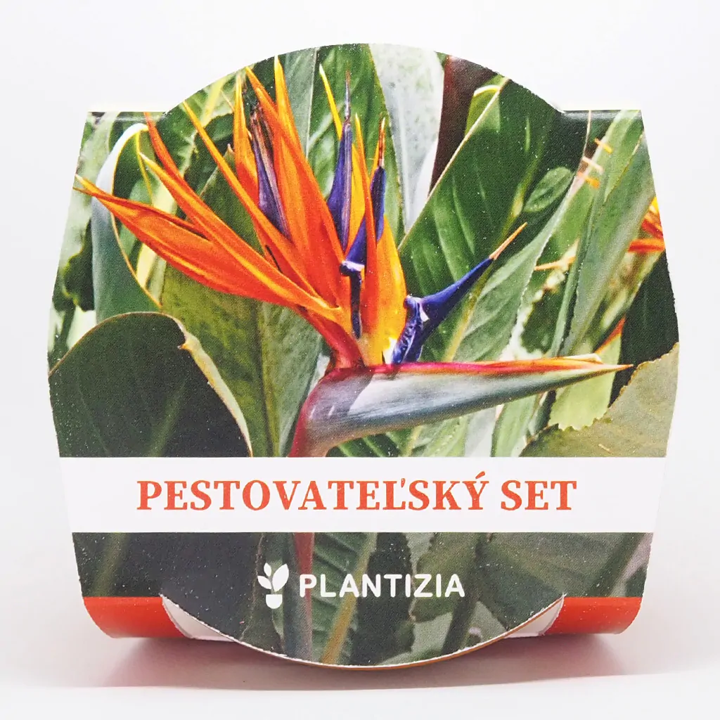 Pestovateľský set Strelitzia reginae strelitzia reginae pestovatelsky set zo semien semena izbovych rastlin