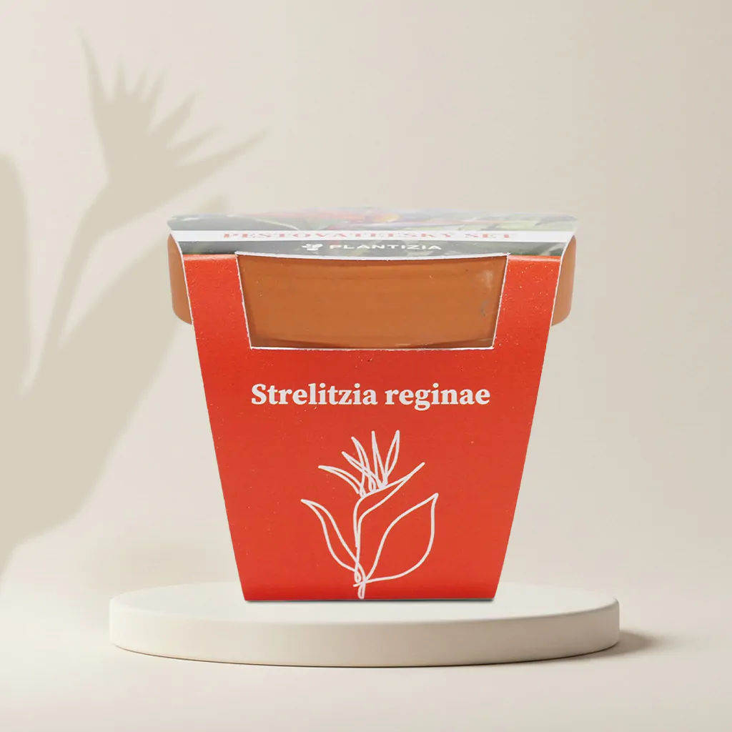 Pestovateľský set Strelitzia reginae