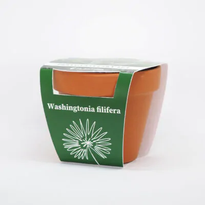 palma washingtonia filifera pestovatelsky set zo semien semienka izbovych rastlin