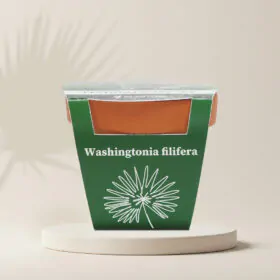 Pestovateľský set Washingtonia filifera