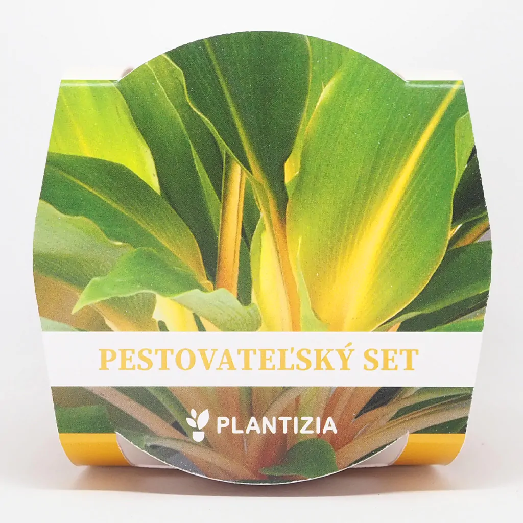 Pestovateľský set Zelenec / Chlorophytum ‘Fire Flash’ zelenec chlorophytum fire flash pestovatelsky set zo semien semienka izbovych rastlin