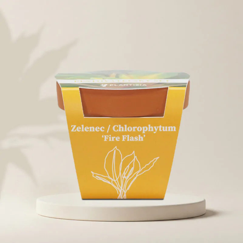 zelenec chlorophytum fire flash pestovatelsky set zo semien semienka izbovych rastlin