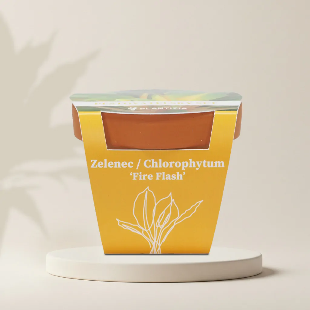 Pestovateľský set Zelenec / Chlorophytum ‘Fire Flash’