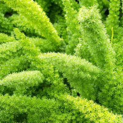 semienka asparagus densiflorus meyerii semena izbovych rastlin pestovanie zo semien