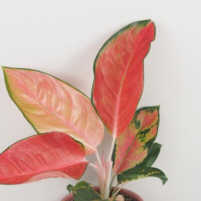Aglaonema ‘Chili Red’ aglaonema chili red cervena nenarocna izbova rastlina