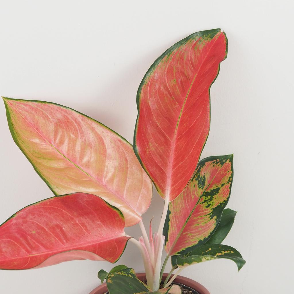 Aglaonema ‘Chili Red’ aglaonema chili red cervena nenarocna izbova rastlina