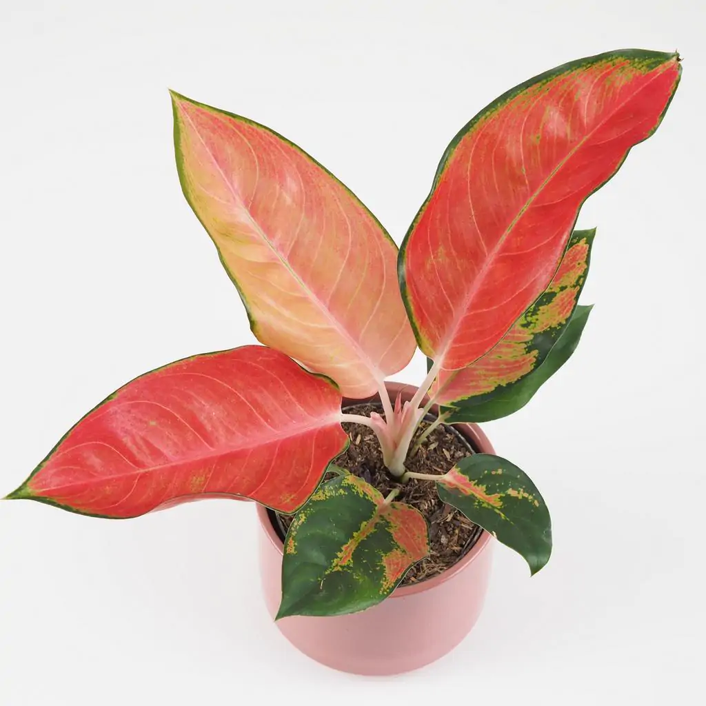 Aglaonema ‘Chili Red’ aglaonema chili red cervena nenarocna izbova rastlina