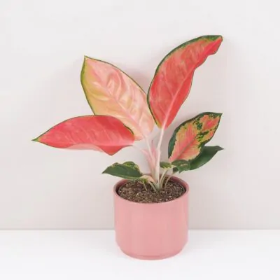 aglaonema chili red cervena nenarocna izbova rastlina