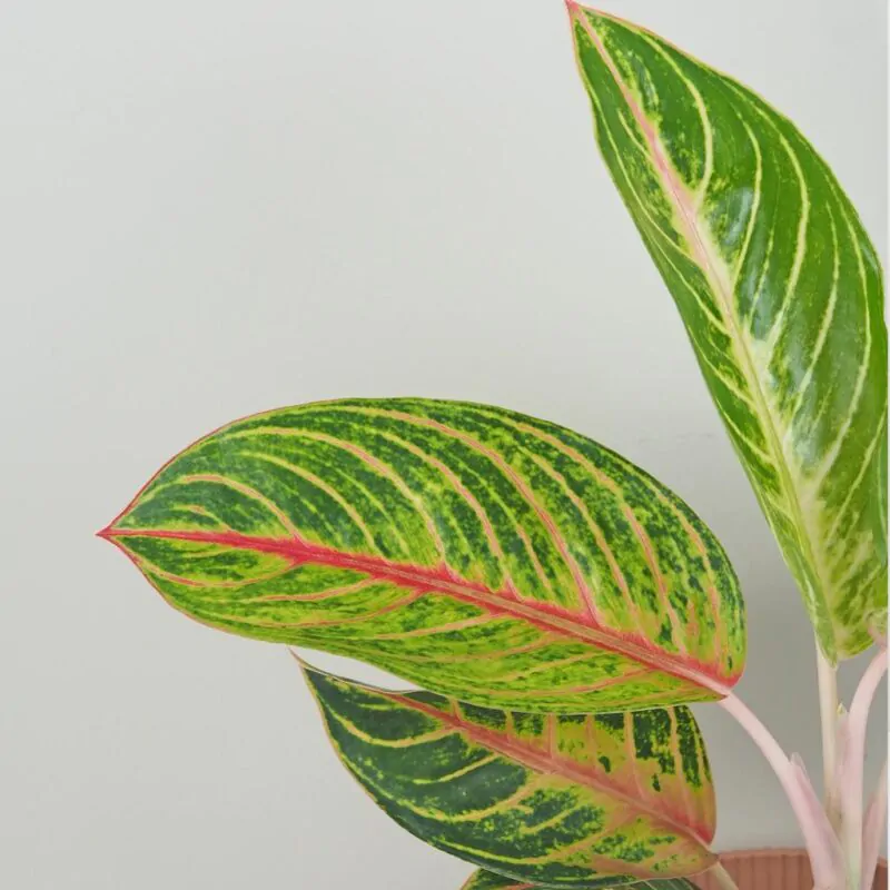 aglaonema Red Okapi nenarocna izbova rastlina