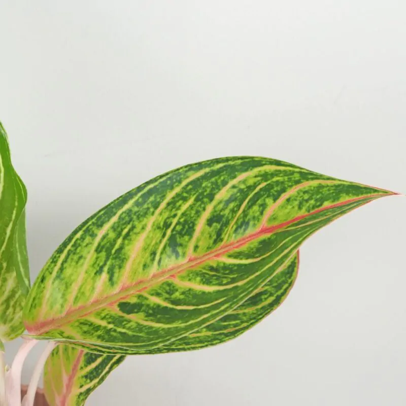 aglaonema Red Okapi nenarocna izbova rastlina