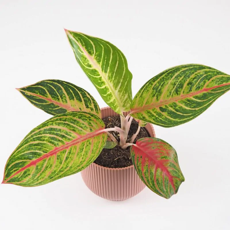 aglaonema Red Okapi nenarocna izbova rastlina