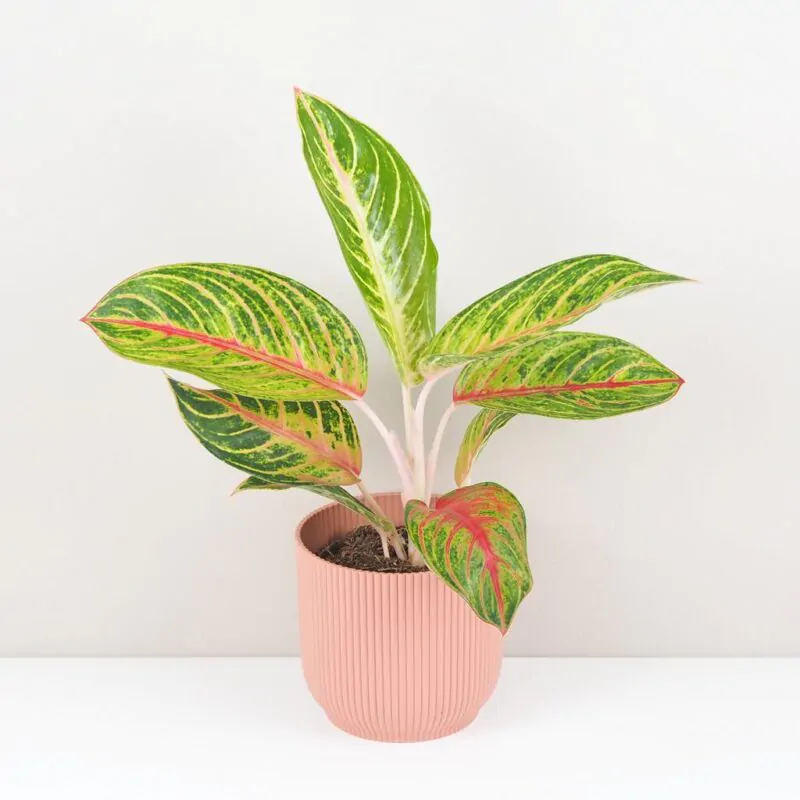 aglaonema Red Okapi nenarocna izbova rastlina