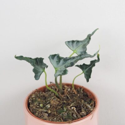 alocasia loco