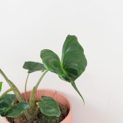 Alocasia ‘Stingray’ alocasia stingray