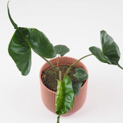 Alocasia ‘Stingray’ alocasia stingray