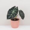 Alocasia suhirmaniana ‘Red Petiole’ Alocasia suhirmaniana Red Petiole